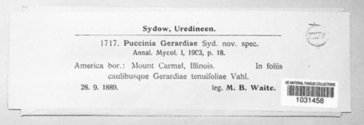 Puccinia gerardiae image